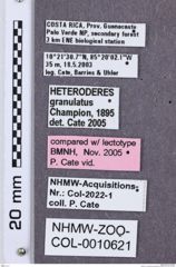 Etikette zu Heteroderes granulatus (NHMW-ZOO-COL-0010621)